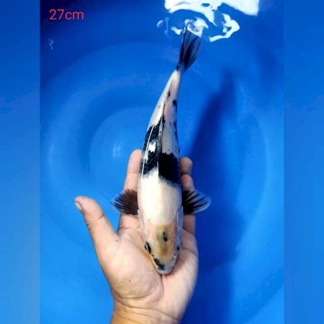 Shiro 27cm