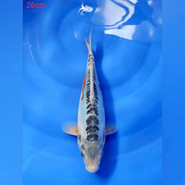 Hana shusui 26cm