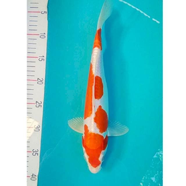 Kikushui Jantan 34cm