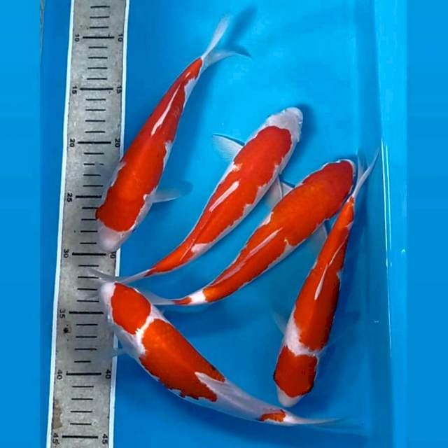 Paket kohaku, 22-24 cm