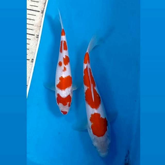 Paket kohaku, 19,23 cm