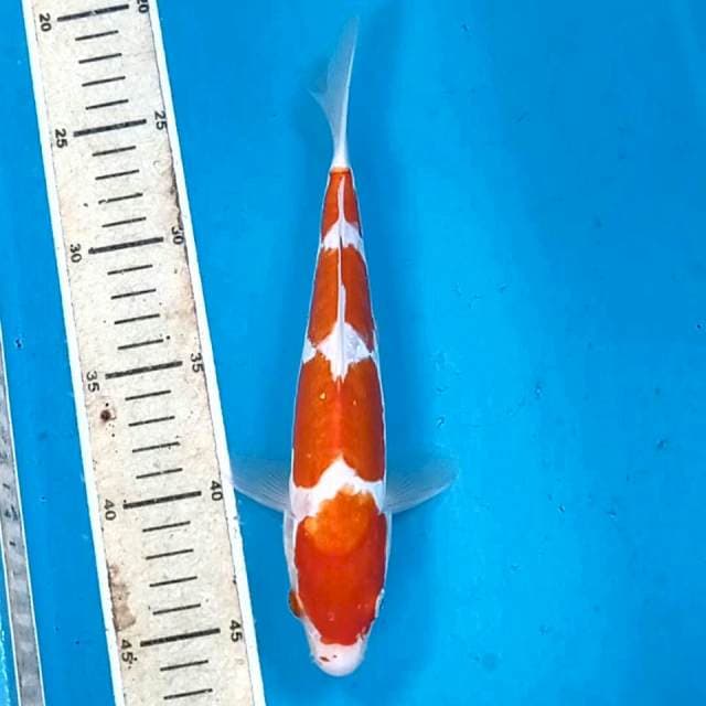 Kohaku doitsu, 24 cm