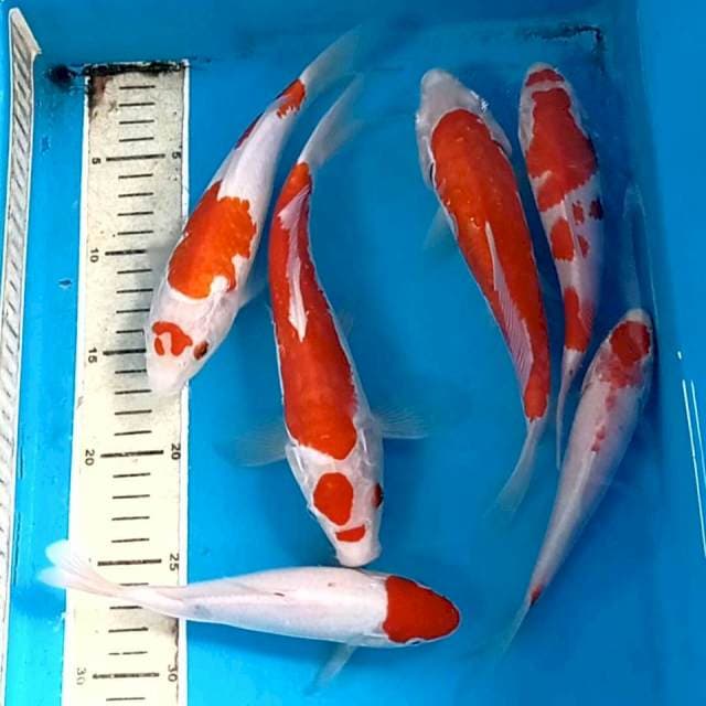 Paket kohaku, 17-24 cm