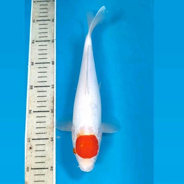 Tancho kohaku, 31 cm
