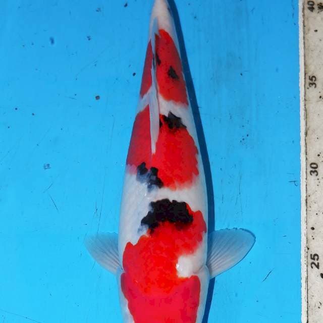 SANDAN SANKE STRONG 25cm