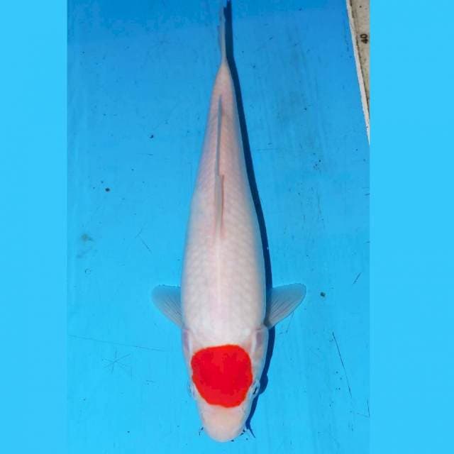 TANCHO KOHAKU 27cm