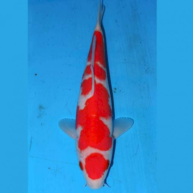 KOHAKU HQ • 24cm