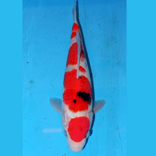 YONDAN SANKE • 26cm