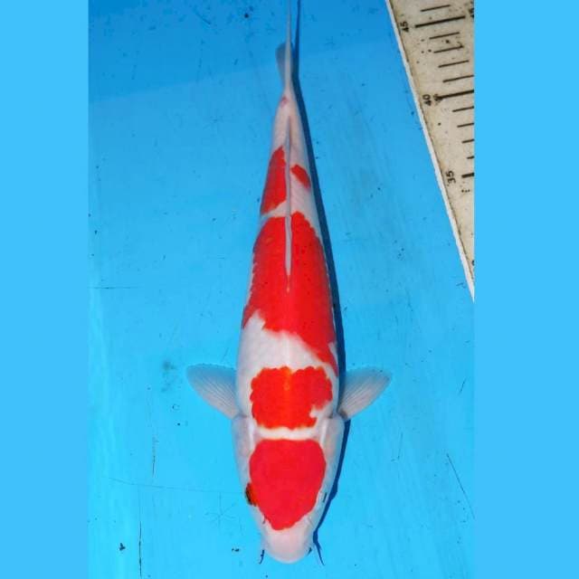 KOHAKU 4STEP • 29cm