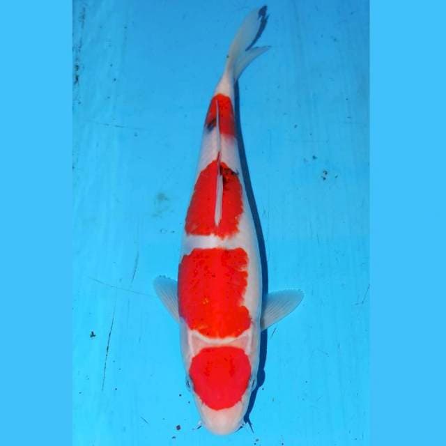 SANKE 4 STEP • 25cm