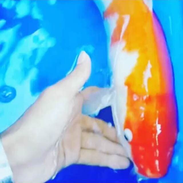 JUMBO PUNUK KOHAKU 40up