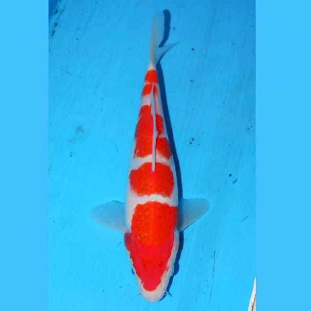YONDAN KOHAKU • 23cm