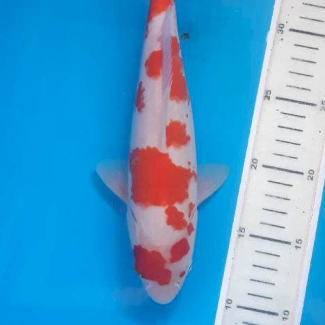 Original kohaku sakura