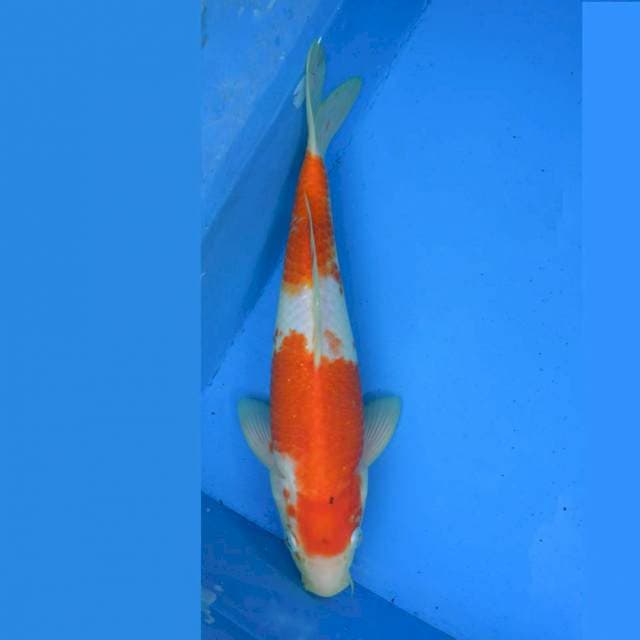 Kohaku F1