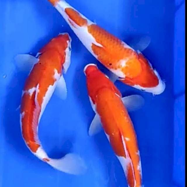 29-31cm # paket 3 ekor kohaku