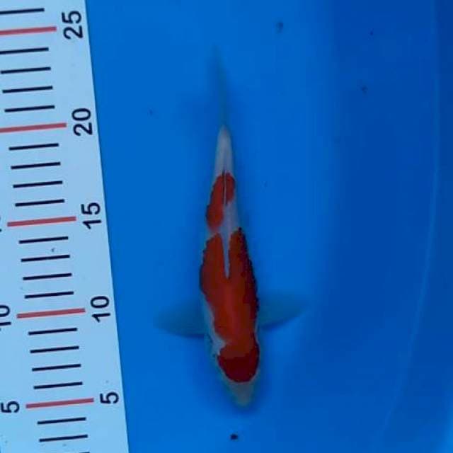 kohaku red strong 19 cm