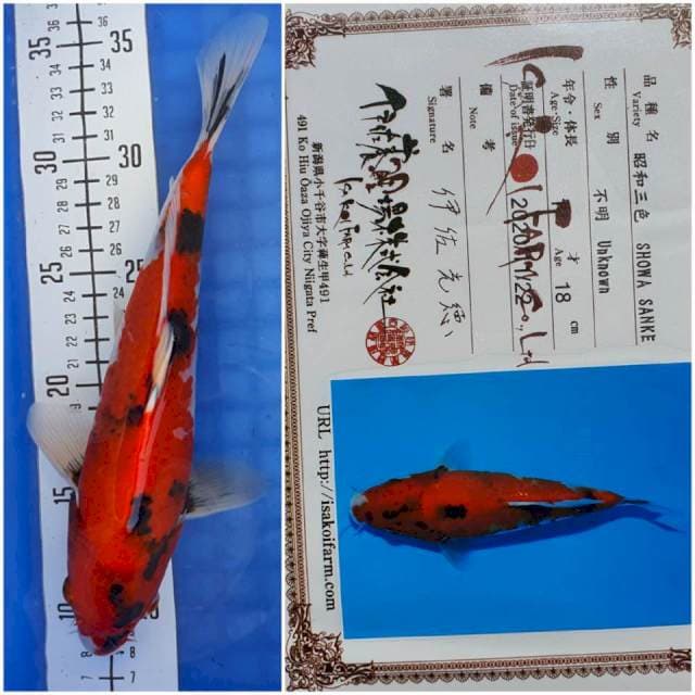 Superred Showa Import