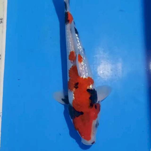 Showa gindrin 26cm 