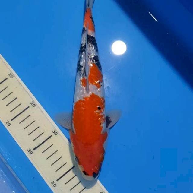Showa ginrin 27cm 