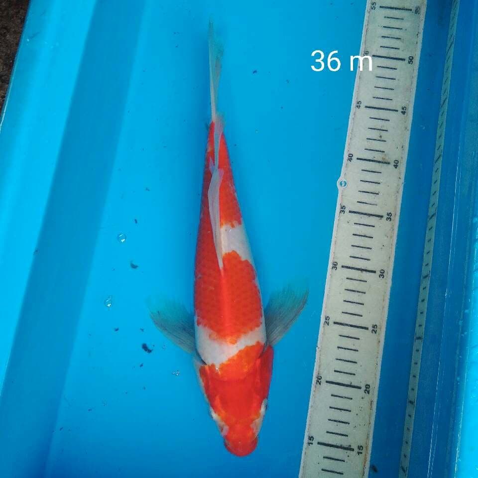 Kohaku Slayer Bakat jumbo