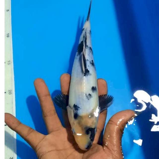 Shiro 24cm 