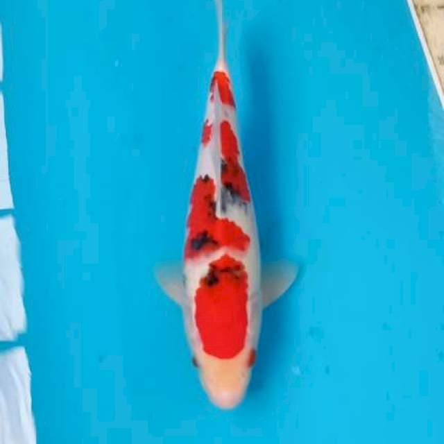 Sanke 29cm Male