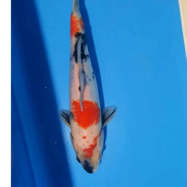 Showa tategoi 26cm
