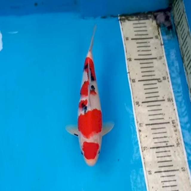 Sanke 29cm Male