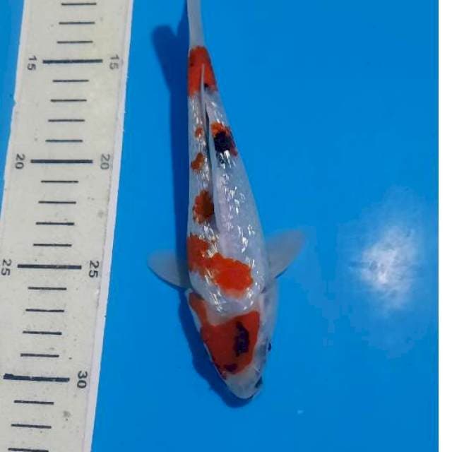 Maruten showa gindrin 19cm
