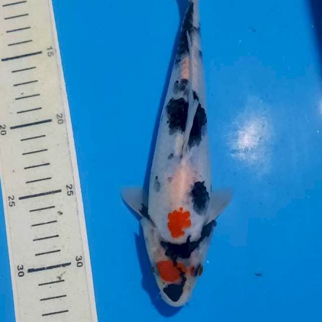 Showa 25cm 