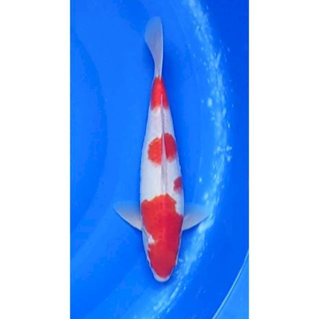 Kohaku 3Step Original 33cm (F)