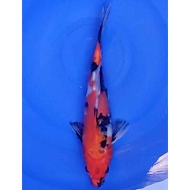 Showa Sanshoku 25cm (F) 