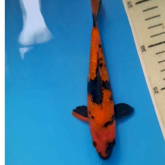 Baby utsuri ginrin 18cm