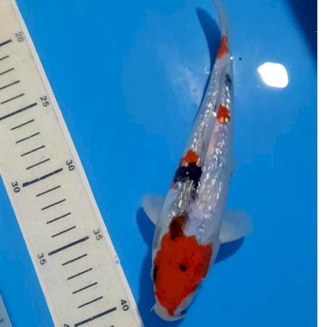 Showa maruten ginrin 24cm