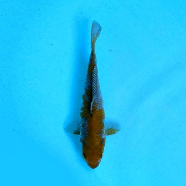 Ochiba 16 cm