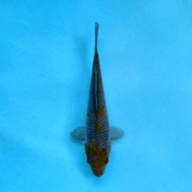 Ochiba 20 cm