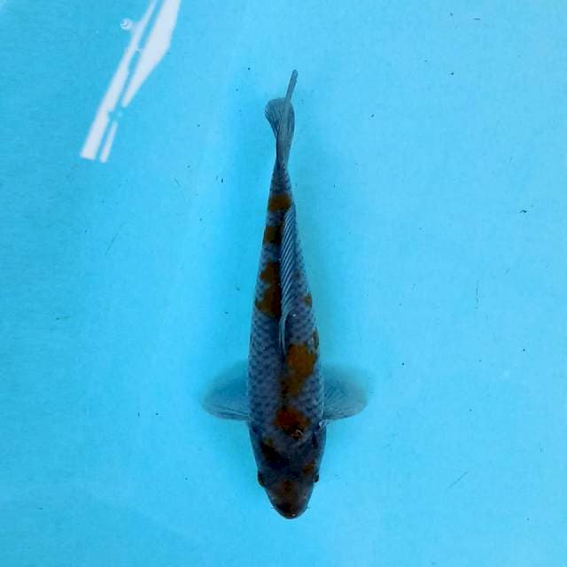 Ochiba 17 cm