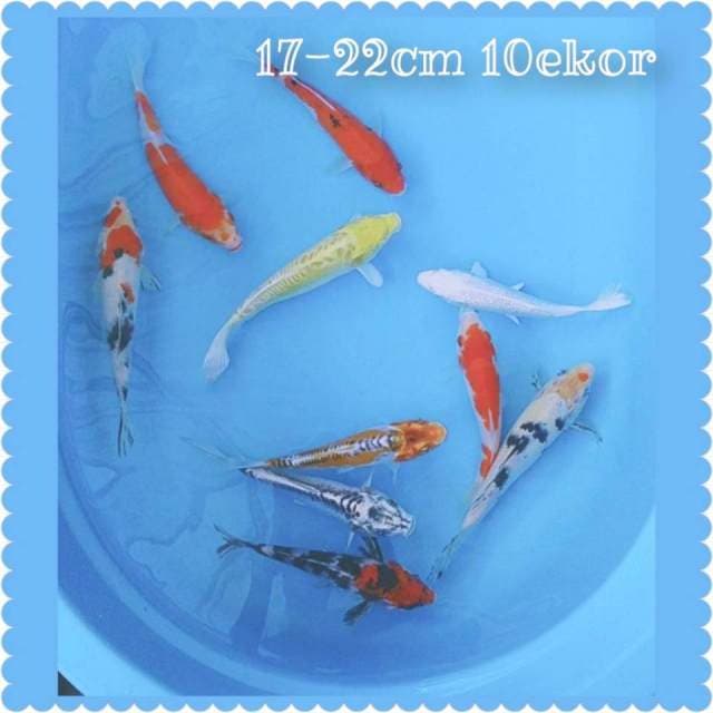 Paket mixx 17-22cm 10ekor