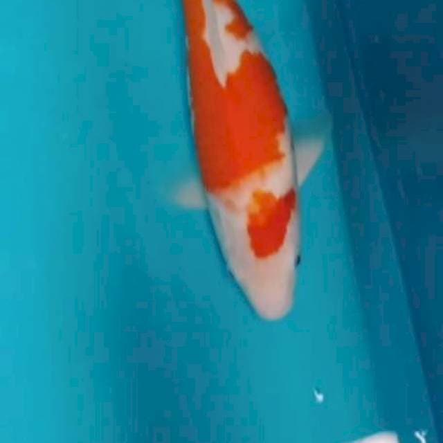 Kohaku 40cm#betina