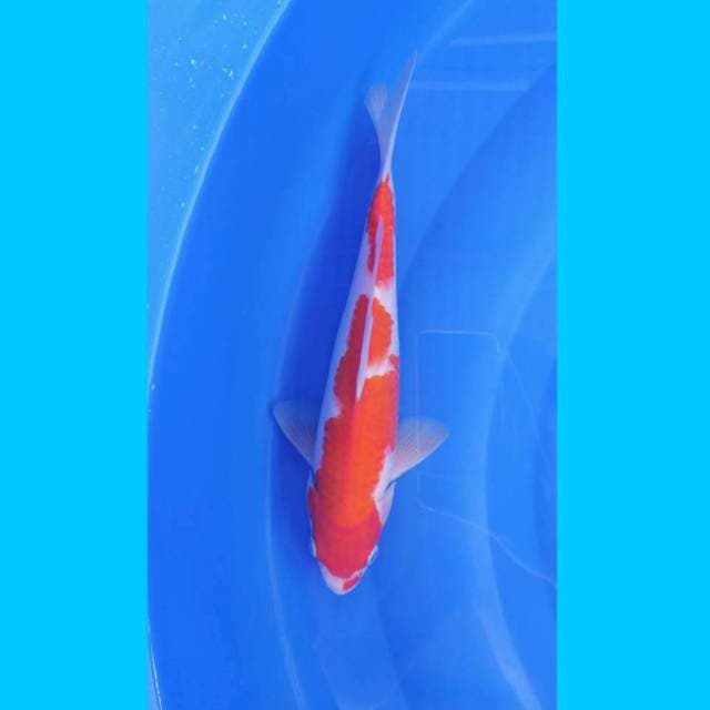 Kohaku
