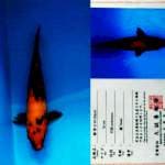 Hi Utsuri 24cm Marusei Koi Farm