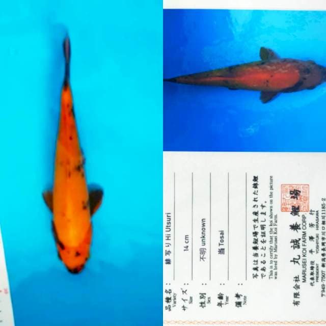 Hi Utsuri 22cm Marusei Koi Farm