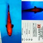 Hi Utsuri 22cm Marusei Koi Farm