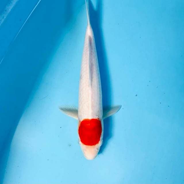 Tancho Kohaku, 30 cm