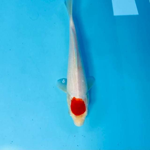 Tancho Kohaku, 23 cm