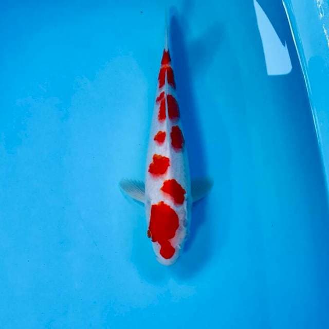 Kohaku, 25 cm