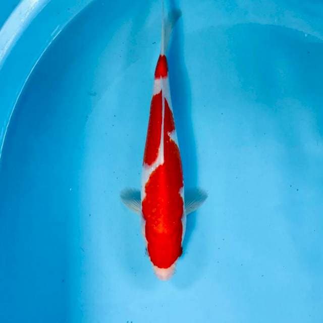 Kohaku, 25 cm