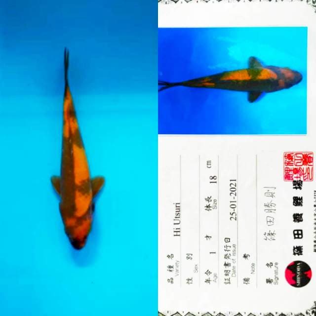 Hi Utsuri 23cm Shinoda Koi Farm