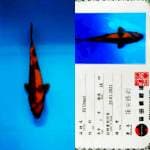 Hi Utsuri 23cm Shinoda Koi Farm