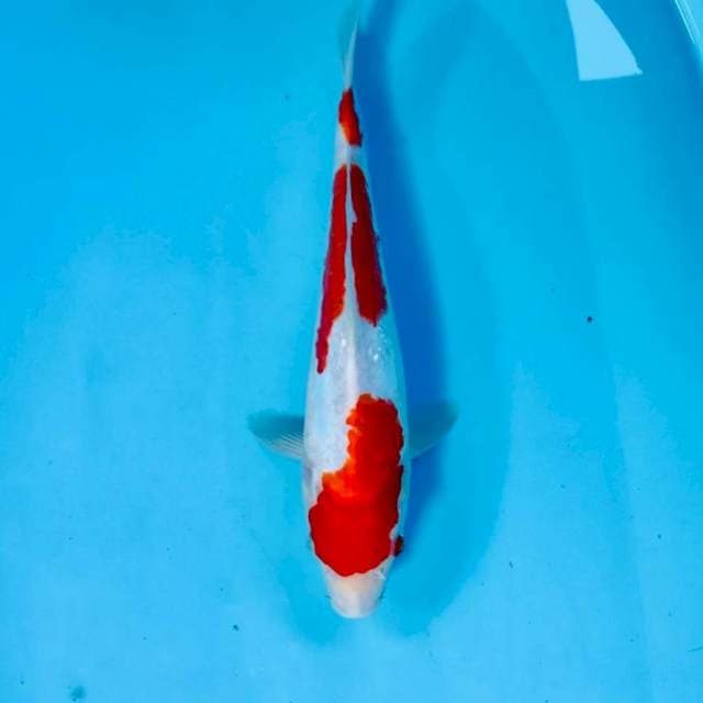 Kohaku Doitsu, 27 cm